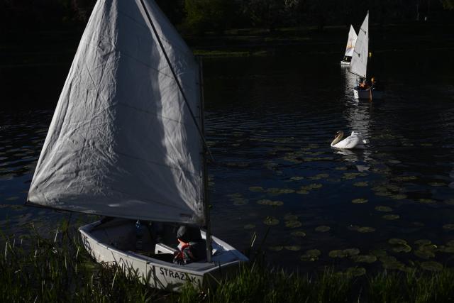 A swan swims as children practice sailing on a lake in Warsaw, Poland on April 29, 2026. (Photo by Sergei GAPON / AFP)