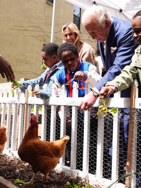 Britain's King Charles III helps feed chickens during a visit to Harlem Grown, a local community organisation and after-school initiative, in New York on April 29, 2026. (Photo by Aaron Chown / POOL / AFP)