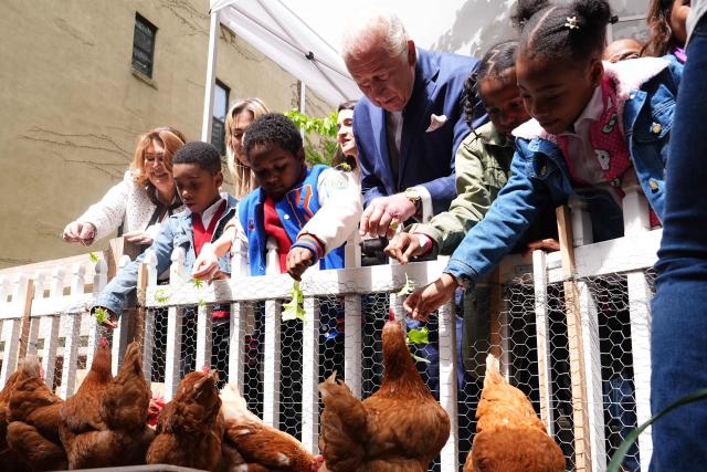 Britain's King Charles III helps feed chickens during a visit to Harlem Grown, a local community organisation and after-school initiative, in New York on April 29, 2026. (Photo by Aaron Chown / POOL / AFP)