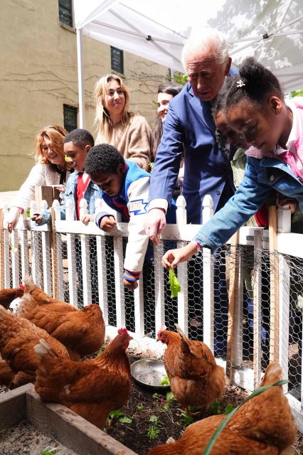 Britain's King Charles III helps feed chickens during a visit to Harlem Grown, a local community organisation and after-school initiative, in New York on April 29, 2026. (Photo by Aaron Chown / POOL / AFP)