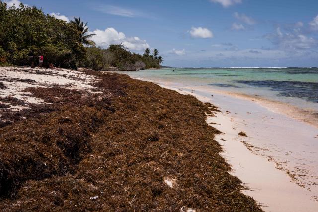 A photograph taken on April 29, 2026 shows Sargassum seaweed washed up on the shore of the Bois-Jolan beach, in Sainte-Anne, on the French Caribbean island of Guadeloupe. (Photo by Carla Bernhardt / AFP)