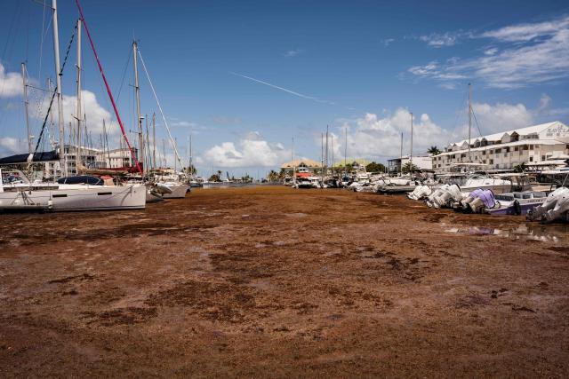 A photograph taken on April 29, 2026 shows docked boats at the marina of Saint-Fancois surrounded by Sargassum seaweed, on the French Caribbean island of Guadeloupe. (Photo by Carla Bernhardt / AFP)