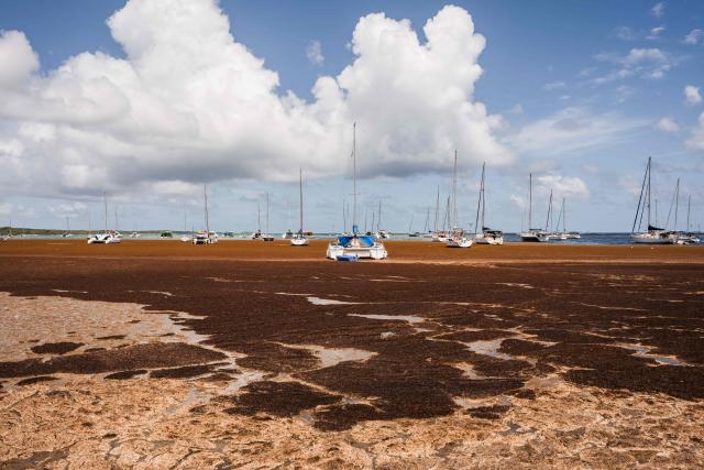 A photograph taken on April 29, 2026 shows boats off the coast of Saint-Fancois surrounded by Sargassum seaweed, on the French Caribbean island of Guadeloupe. (Photo by Carla Bernhardt / AFP)