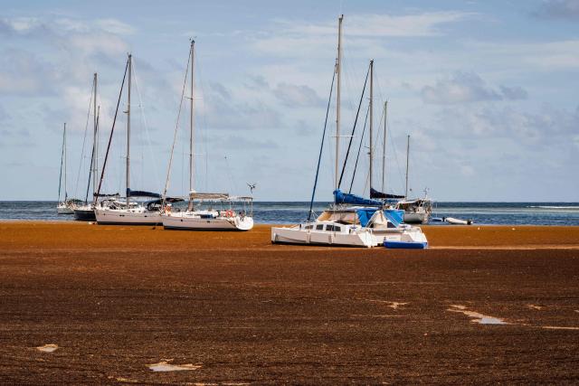A photograph taken on April 29, 2026 shows boats off the coast of Saint-Fancois surrounded by Sargassum seaweed, on the French Caribbean island of Guadeloupe. (Photo by Carla Bernhardt / AFP)
