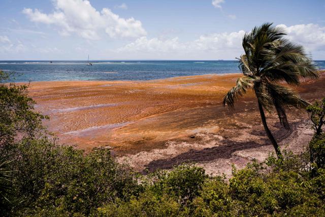 A photograph taken on April 29, 2026 shows a mass of Sargassum seaweed washed up on Les Salines beach, in Le Gosier, on the French Caribbean island of Guadeloupe. (Photo by Carla Bernhardt / AFP)
