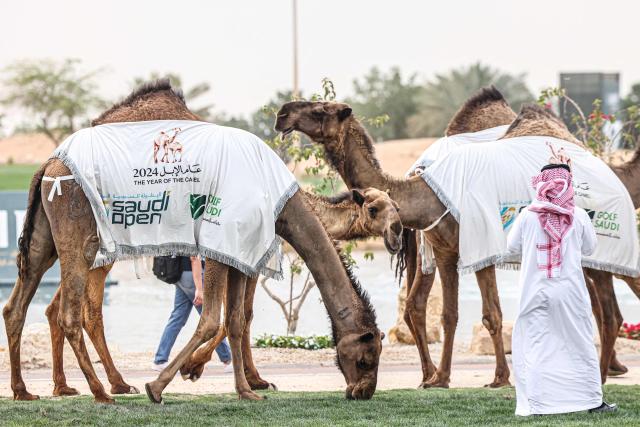 (FILES) Camels with Saudi Open banners are paraded during the awarding ceremony of the Asian Tour Saudi Open golf tournament at the Riyadh Golf Club in Riyadh on April 20, 2024. Saudi Arabia's sovereign wealth fund will stop financing LIV Golf at the end of the 2026 season, throwing the future of the breakaway tour into serious doubt, US media reported on April 29, 2026. LIV Golf, founded in 2022 as a main rival to the PGA Tour, plans to inform staff and players on April 30, that the Saudi Public Investment Fund will no longer bankroll the circuit beyond this summer, the Wall Street Journal said. (Photo by Fayez Nureldine / AFP)