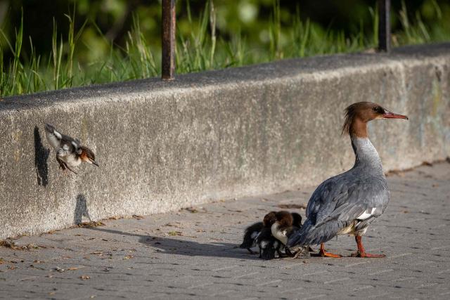 A common merganser (Mergus merganser) mother nicknamed Janina leads her ducklings from Lazienkowski Park in central Warsaw towards the Vistula River under the watchful eyes of volunteers and city parks department employees on April 28, 2026 in Warsaw, Poland. Every year ducklings take the risky route from a centrally-located park where they hatch to the Vistula river flowing through the Polish capital mobilising residents who scramble to help ensure their safe passage. (Photo by Wojtek RADWANSKI / AFP)