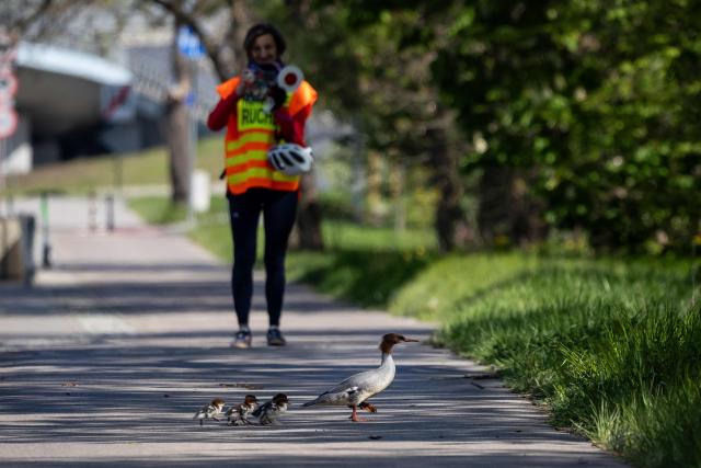A volounteer takes pictures of a common merganser (Mergus merganser) mother nicknamed Janina leading her ducklings from Lazienkowski Park in central Warsaw towards the Vistula River under the watchful eyes of volunteers and city parks department employees on April 28, 2026 in Warsaw, Poland. Every year ducklings take the risky route from a centrally-located park where they hatch to the Vistula river flowing through the Polish capital mobilising residents who scramble to help ensure their safe passage. (Photo by Wojtek RADWANSKI / AFP)
