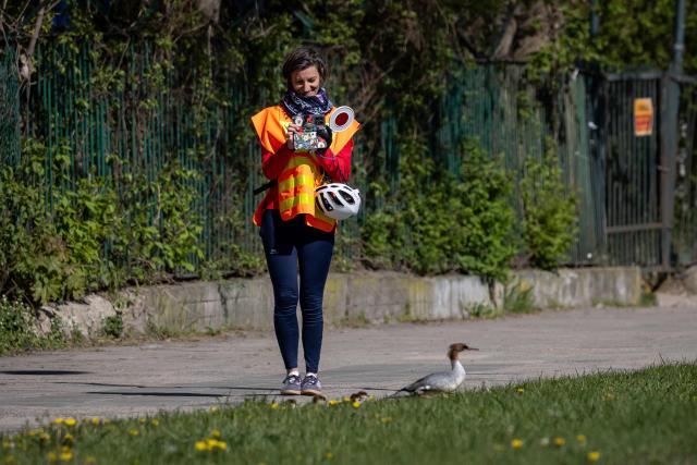 A volounteer takes pictures of a common merganser (Mergus merganser) mother nicknamed Janina leading her ducklings from Lazienkowski Park in central Warsaw towards the Vistula River under the watchful eyes of volunteers and city parks department employees on April 28, 2026 in Warsaw, Poland. Every year ducklings take the risky route from a centrally-located park where they hatch to the Vistula river flowing through the Polish capital mobilising residents who scramble to help ensure their safe passage. (Photo by Wojtek RADWANSKI / AFP)