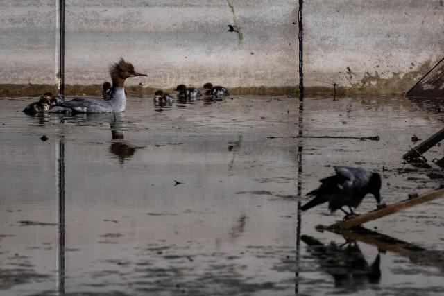 A common merganser (Mergus merganser) mother nicknamed Janina and her ducklings rest in a pond on their way from Lazienki Park in central Warsaw towards the Vistula River, on April 28, 2026 in Warsaw, Poland. Every year ducklings take the risky route from a centrally-located park where they hatch to the Vistula river flowing through the Polish capital mobilising residents who scramble to help ensure their safe passage. (Photo by Wojtek RADWANSKI / AFP)
