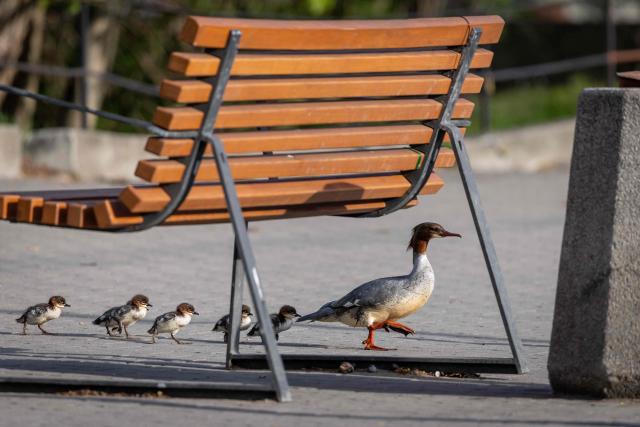 A common merganser (Mergus merganser) mother nicknamed Janina leads her ducklings from Lazienkowski Park in central Warsaw towards the Vistula River under the watchful eyes of volunteers and city parks department employees on April 28, 2026 in Warsaw, Poland. Every year ducklings take the risky route from a centrally-located park where they hatch to the Vistula river flowing through the Polish capital mobilising residents who scramble to help ensure their safe passage. (Photo by Wojtek RADWANSKI / AFP)