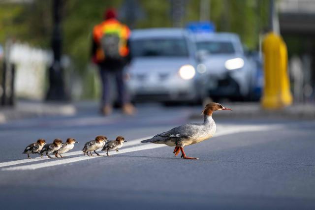 A common merganser (Mergus merganser) mother nicknamed Janina leads her ducklings from Lazienkowski Park in central Warsaw towards the Vistula River under the watchful eyes of volunteers and city parks department employees on April 28, 2026 in Warsaw, Poland. Every year ducklings take the risky route from a centrally-located park where they hatch to the Vistula river flowing through the Polish capital mobilising residents who scramble to help ensure their safe passage. (Photo by Wojtek RADWANSKI / AFP)