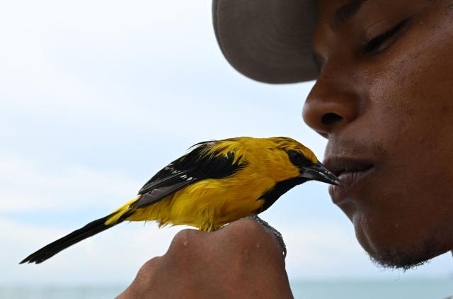 An accessories salesman feeds his yellow-backed oriole (Icterus chrysater) after rescuing it at Pozos Colorados beach in Santa Marta, Colombia on April 30, 2026. (Photo by Raul ARBOLEDA / AFP)
