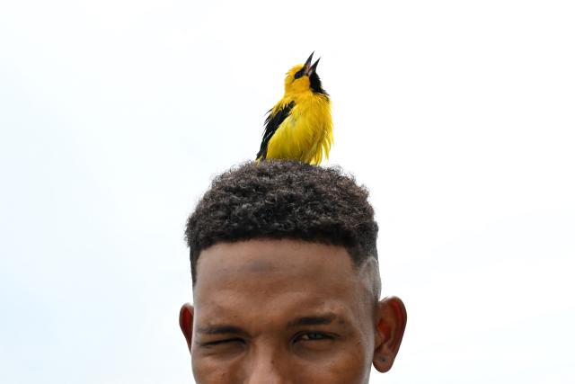 A yellow-backed oriole (Icterus chrysater) sings on its owner's head after being rescued at Pozos Colorados beach in Santa Marta, Colombia on April 30, 2026. (Photo by Raul ARBOLEDA / AFP)