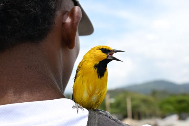 A yellow-backed oriole (Icterus chrysater) sings on its owner's shoulder after being rescued at Pozos Colorados beach in Santa Marta, Colombia on April 30, 2026. (Photo by Raul ARBOLEDA / AFP)