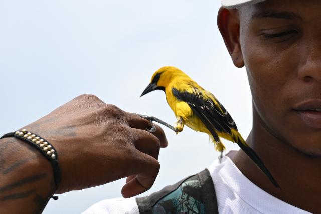A yellow-backed oriole (Icterus chrysater) stands on its owner's finger and shoulder after being rescued at Pozos Colorados beach in Santa Marta, Colombia on April 30, 2026. (Photo by Raul ARBOLEDA / AFP)