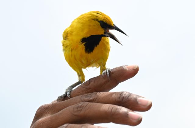 A yellow-backed oriole (Icterus chrysater) sings on its owner's finger after being rescued at Pozos Colorados beach in Santa Marta, Colombia on April 30, 2026. (Photo by Raul ARBOLEDA / AFP)