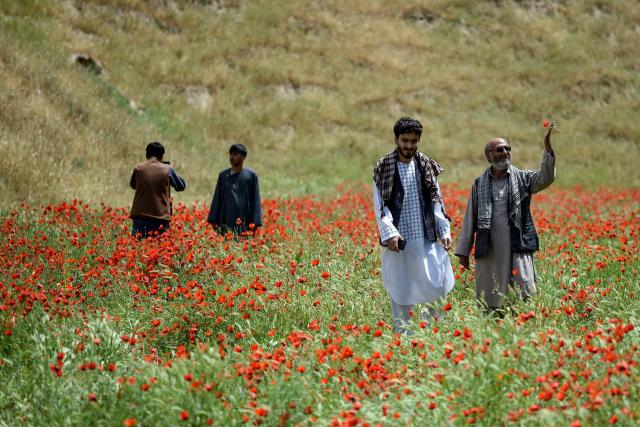 This photograph taken on April 24, 2026 shows Afghan men standing among the common poppy flowers on a hillside in the Jalayer Valley of Northern Afghanistan’s Shirin Tagab district. In the middle of a field filled with bright red poppies, Afghans frolic among the spring flowers in a tradition deeply rooted in the country's north. Families flocked to the valleys of the Shirin Tagab district, near the border with Turkmenistan, to be among thousands of flowers that appeared after abundant rain. (Photo by Atif ARYAN / AFP)