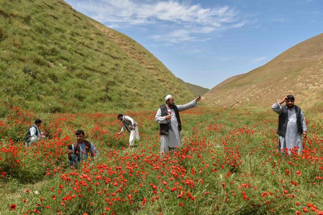 This photograph taken on April 24, 2026 shows Afghan men taking photographs as they stand among the common poppy flowers on a hillside in the Jalayer Valley of Northern Afghanistan’s Shirin Tagab district. In the middle of a field filled with bright red poppies, Afghans frolic among the spring flowers in a tradition deeply rooted in the country's north. Families flocked to the valleys of the Shirin Tagab district, near the border with Turkmenistan, to be among thousands of flowers that appeared after abundant rain. (Photo by Atif ARYAN / AFP)