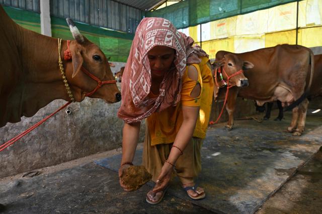 TOPSHOT - This photograph taken on April 24, 2026 shows a villager collecting cow dung from her cattle stable near her residence in Uttar Pradesh's Bulandshahr district. Across much of India, an energy crunch caused by the Iran war has prompted long queues for cooking gas cyclinders. However, since the 1980s India has also promoted biogas as a low-cost rural energy source, subsidising more than five million "digester" units that convert farm waste into methane for cooking, and nitrogen-rich slurry for fertiliser. (Photo by Arun SANKAR / AFP)