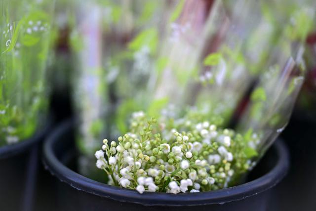 This photograph shows a bouquet of Muguets or Lily of the Valley flowers, a flower used in France to mark May Day (Labour Day), during International Workers' Day in Beziers, southern France on May 1, 2026. (Photo by Gabriel BOUYS / AFP)