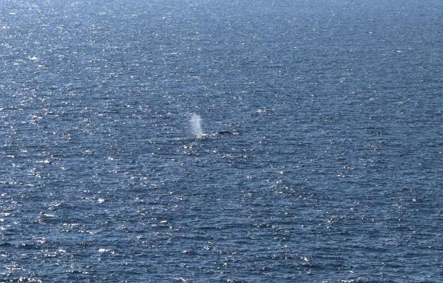 An aerial photo taken on May 2, 2026 shows a rescued humpback whale offshore near Skagen after being released from a barge. The humpback whale that had been struggling to survive after beaching off the German coast was released into the North Sea off Denmark after being transported in a barge, Germany's News5 agency said. Dubbed "Timmy" by the German media, the whale was first spotted stuck on a sandbank on March 23 near the city of Luebeck before freeing itself and then becoming stuck again several times. (Photo by Sebastian PETERS / NEWS5 / AFP)