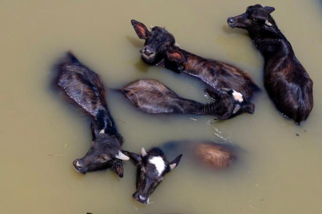 An aerial photograph shows buffalo feeding in the al-Chibayish Marches following recent rains, near the town of Al-Chibayish close to the Euphrates River in Dhi Qar governorate, southern Iraq on May 2, 2026. The Al-Chibayish Marshes are part of the larger Mesopotamian Marshes system between the Tigris and Euphrates rivers, and the largest wetlands in Southwest Asia. They are important wetlands for migratory birds, endemic birds, fish, and buffalo breeding and also home to the March Arabs. (Photo by Assad NIYAZI / AFP)