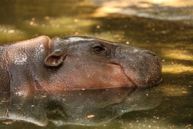 Female pygmy hippo and viral internet sensation Moo Deng is seen inside its enclosure at Khao Kheow Open Zoo in Thailand's Chonburi province on May 3, 2026. (Photo by Sebastien BERGER / AFP)