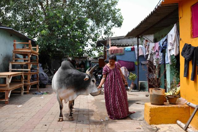 A woman feeds a cow outside her house at a slum area in Bhubaneswar on May 4, 2026. (Photo by Niharika KULKARNI / AFP)