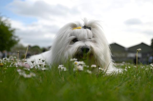 A Coton de Tulear dog lies in a meadow with daisies during a press event in Dortmund, western Germany on May 4, 2026, ahead of the Dogs & Fun 2026 trade fair. The fair will take place with breed presentations and show programme at the Dortmund Exhibition Centre from May 8 until May 10, 2026. (Photo by Ina FASSBENDER / AFP)
