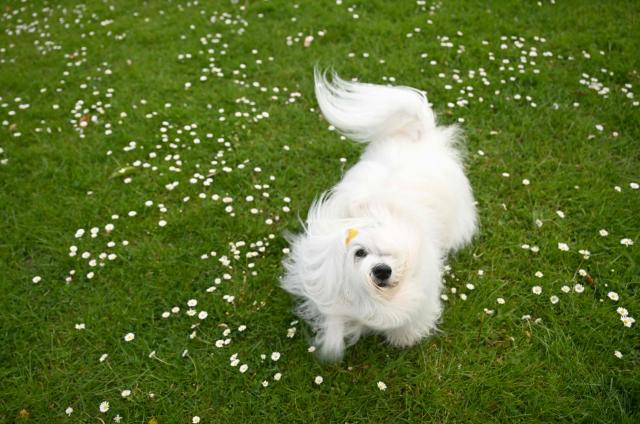 A Coton de Tulear dog lies in a meadow with daisies during a press event in Dortmund, western Germany on May 4, 2026, ahead of the Dogs & Fun 2026 trade fair. The fair will take place with breed presentations and show programme at the Dortmund Exhibition Centre from May 8 until May 10, 2026. (Photo by Ina FASSBENDER / AFP)