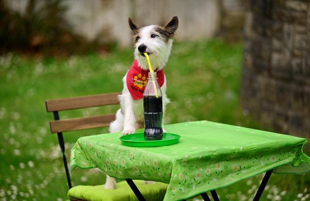 The film dog "Hui Buh", a Parson Russell Terrier, shows his skills during a press event in Dortmund, western Germany on May 4, 2026, ahead of the Dogs & Fun 2026 trade fair. The fair will take place with breed presentations and show programme at the Dortmund Exhibition Centre from May 8 until May 10, 2026. (Photo by Ina FASSBENDER / AFP)