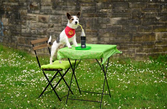 The film dog "Hui Buh", a Parson Russell Terrier, shows his skills during a press event in Dortmund, western Germany on May 4, 2026, ahead of the Dogs & Fun 2026 trade fair. The fair will take place with breed presentations and show programme at the Dortmund Exhibition Centre from May 8 until May 10, 2026. (Photo by Ina FASSBENDER / AFP)