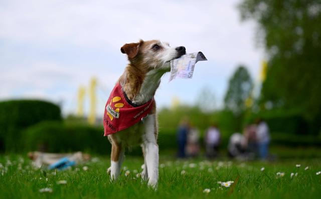 The movie dog "Nesquik", a Parson Russell Kromfohrlander Mix Terrier, shows his skills during a press event in Dortmund, western Germany on May 4, 2026. The fair will take place with breed presentations and show programme at the Dortmund Exhibition Centre from May 8 until May 10, 2026. (Photo by Ina FASSBENDER / AFP)