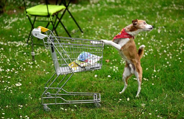 The movie dog "Nesquik", a Parson Russell Kromfohrlander Mix Terrier, shows his skills during a press event in Dortmund, western Germany on May 4, 2026. The fair will take place with breed presentations and show programme at the Dortmund Exhibition Centre from May 8 until May 10, 2026. (Photo by Ina FASSBENDER / AFP)