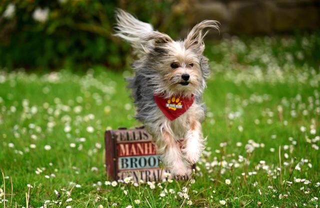 The movie dog "Dolittle", a Biewer Terrier, shows his skills during a press event in Dortmund, western Germany on May 4, 2026, ahead of the Dogs & Fun 2026 trade fair. The fair will take place with breed presentations and show programme at the Dortmund Exhibition Centre from May 8 until May 10, 2026. (Photo by Ina FASSBENDER / AFP)