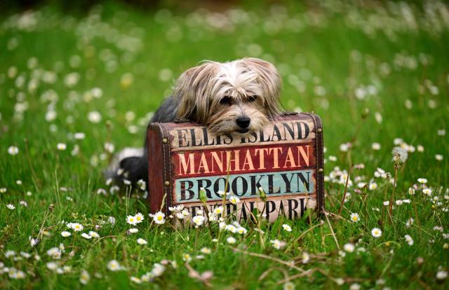 The movie dog "Dolittle", a Biewer Terrier, shows his skills during a press event in Dortmund, western Germany on May 4, 2026, ahead of the Dogs & Fun 2026 trade fair. The fair will take place with breed presentations and show programme at the Dortmund Exhibition Centre from May 8 until May 10, 2026. (Photo by Ina FASSBENDER / AFP)