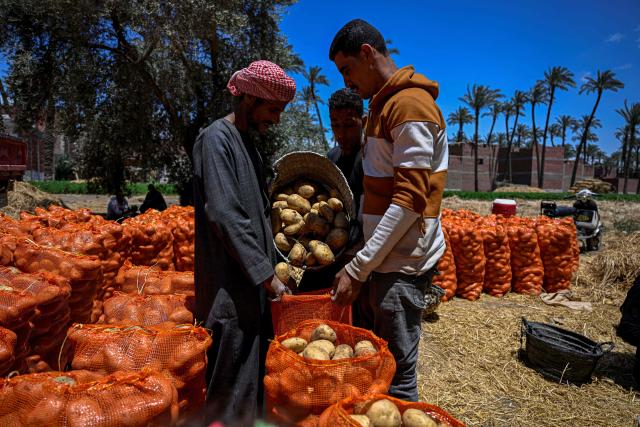 Farmers package harvested potatoes for shipping, at a field in the village of Maraziq, about 30 kilometres south of Giza, on May 4, 2026. (Photo by Khaled DESOUKI / AFP)