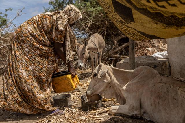 A woman affected by drought offers her malnourished weak cow water next to a camp for displaced people in the outskirts of Kismayo town, on April 21, 2026. Millions of people in Somalia are facing the repercussions of a severe drought after three consecutive failed raining seasons. Kismayo, the capital of Jubaland State in southern Somalia, is one of the largest IDP-receiving cities in the Horn of Africa country, receiving hundreds of thousands of people fleeing the prolonged drought and conflict. Save the Children provides health and nutrition services across the camp. (Photo by SIMON MAINA / AFP)