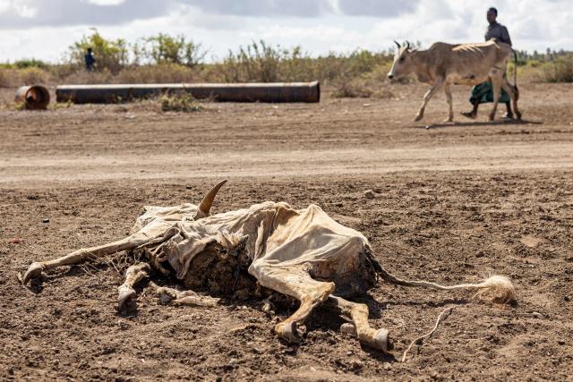 A man affected by drought walks past a livestock carcass, next to a camp for displaced people in the outskirts of Kismayo town, on April 21, 2026. Millions of people in Somalia are facing the repercussions of a severe drought after three consecutive failed raining seasons. Kismayo, the capital of Jubaland State in southern Somalia, is one of the largest IDP-receiving cities in the Horn of Africa country, receiving hundreds of thousands of people fleeing the prolonged drought and conflict. Save the Children provides health and nutrition services across the camp. (Photo by SIMON MAINA / AFP)