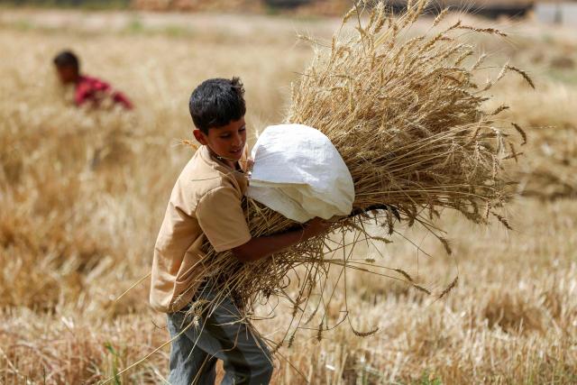 A boy walks with collected ears of wheat during the harvest season in the Marajah village of the Mishkhab District north of Iraq's central city of Najaf on May 5, 2026. In Najaf, desert farming has expanded significantly, with local agriculture authorities stating that crop yields have been boosted by new irrigation methods and increased rainfall this winter. (Photo by AHMAD AL-RUBAYE / AFP)