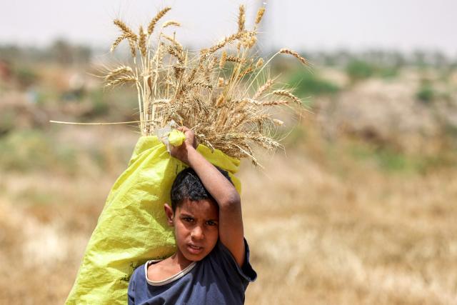A boy walks with collected ears of wheat during the harvest season in the Marajah village of the Mishkhab District north of Iraq's central city of Najaf on May 5, 2026. In Najaf, desert farming has expanded significantly, with local agriculture authorities stating that crop yields have been boosted by new irrigation methods and increased rainfall this winter. (Photo by AHMAD AL-RUBAYE / AFP)