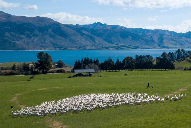 (FILES) This picture taken on September 21, 2023 shows sheep being moved in a paddock at the 6,500-hectare Lake Hawea Station, located on the eastern shores of Lake Hawea, near the town of Wanaka on the South Island of New Zealand. New Zealand, which attracts millions of tourists each year with its pristine nature and spectacular landscapes, is facing a legal challenge over "magical thinking" in its climate promises. The country's goal, enshrined in law, is to have net-zero greenhouse gas emissions by 2050, excluding methane produced by waste and agriculture. (Photo by KAVINDA HERATH / AFP) / To go with AFP story NZealand-climate-law,FOCUS by Ben Strang