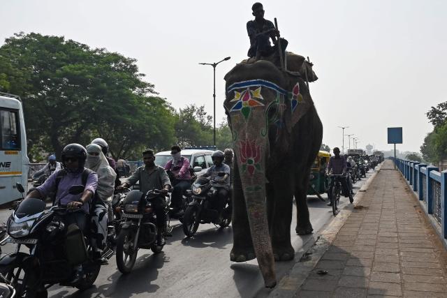 A mahout rides an elephant along a street in  Ahmedabad on May 6, 2026. (Photo by Shammi MEHRA / AFP)