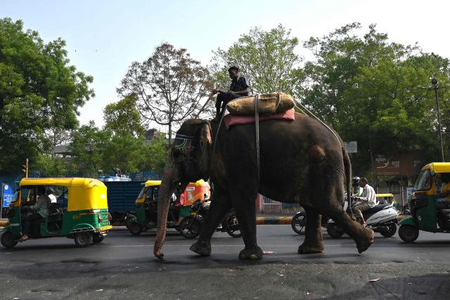 A mahout rides an elephant along a street in  Ahmedabad on May 6, 2026. (Photo by Shammi MEHRA / AFP)