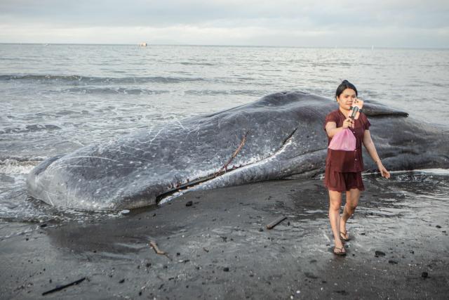 A woman takes a selfie near the carcass of a sperm whale that washed ashore as conservation officials investigate the cause of death ahead of a planned on-site burial at Melaya Beach in Jembrana, Bali, on May 6, 2026. (Photo by Lana Priatna / AFP)