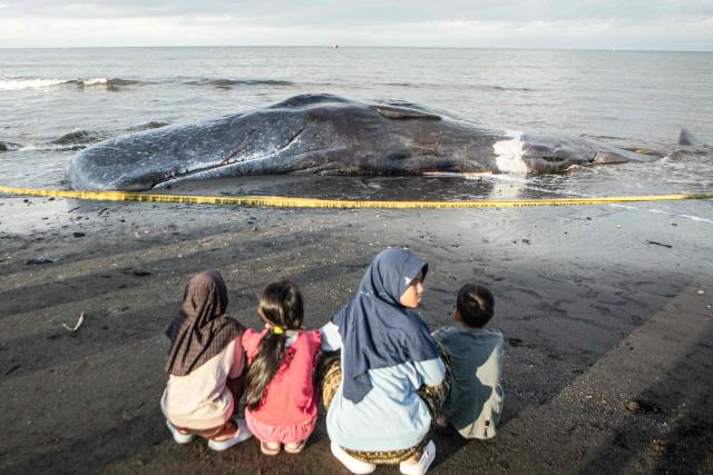 People gather near the carcass of a sperm whale that washed ashore as conservation officials investigate the cause of death ahead of a planned on-site burial at Melaya Beach in Jembrana, Bali, on May 6, 2026. (Photo by Lana Priatna / AFP)