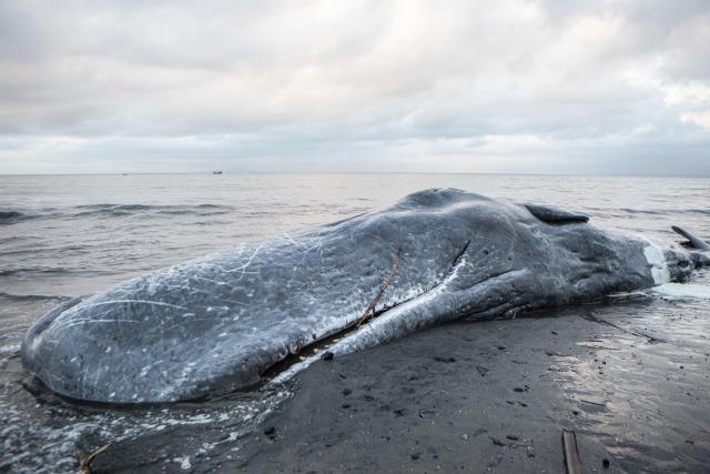The carcass of a sperm whale that washed ashore is seen as conservation officials investigate the cause of death ahead of a planned on-site burial at Melaya Beach in Jembrana, Bali, on May 6, 2026. (Photo by Lana Priatna / AFP)