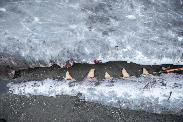 The carcass of a sperm whale that washed ashore, with teeth visible along its lower jaw, is seen as conservation officials investigate the cause of death ahead of a planned on-site burial at Melaya Beach in Jembrana, Bali, on May 6, 2026. (Photo by Lana Priatna / AFP)