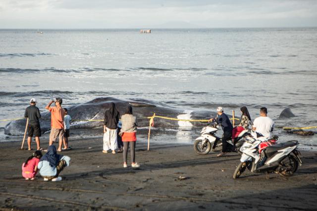 People gather near the carcass of a sperm whale that washed ashore as conservation officials investigate the cause of death ahead of a planned on-site burial at Melaya Beach in Jembrana, Bali, on May 6, 2026. (Photo by Lana Priatna / AFP)